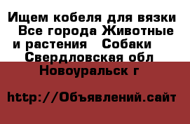Ищем кобеля для вязки - Все города Животные и растения » Собаки   . Свердловская обл.,Новоуральск г.
